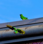 DSC_2966_001.JPG