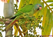 DSC_3006_stitch3_001.JPG