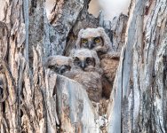 OwlBabies-341.jpg