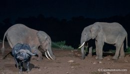 Elephants Floodlight photosafari.JPG
