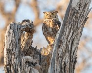 OwlMomNest-342.jpg