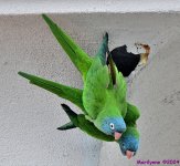 DSC_3066_001.JPG