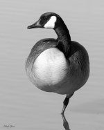 BWGoose-342.jpg