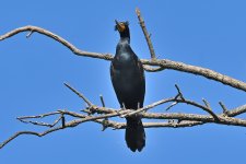 500_0263R_LSh_cr.jpg