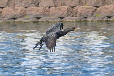 500_0075R_LSh_cr.jpg