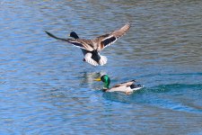 500_0335R_Sh_cr.jpg