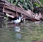 DSC_3178_001.JPG