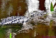 DSC_3220_001.JPG