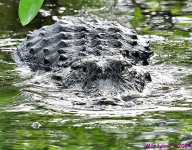 DSC_3227_001.JPG