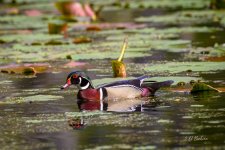 _DAB9838-topaz-denoiseraw-sharpen.jpg