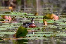 _DAB9809-topaz-denoiseraw-sharpen-2.jpg