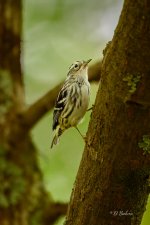 _DAB9720-topaz-denoiseraw-sharpen.jpg
