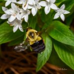 _DAB9904-topaz-denoiseraw-sharpen.jpg