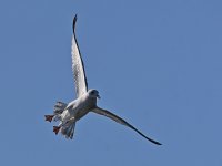 Gull.jpg