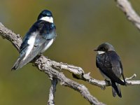 Swallow2.jpg