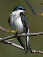 Swallow12.jpg
