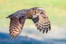 OwlFlight-343.jpg