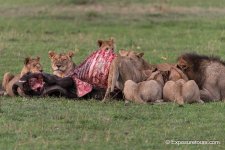 Lion pride eating buffalo.JPG