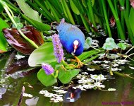 DSC_3360_001.JPG