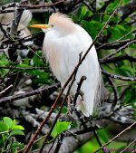 DSC_3372_001.JPG