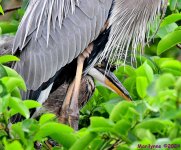 DSC_3374_001.JPG