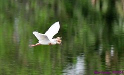 DSC_3419_001.JPG