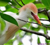 DSC_3445_001.JPG