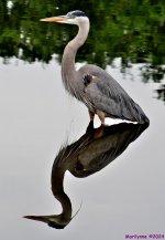 DSC_3453_001.JPG