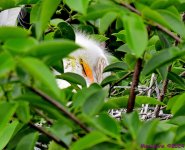 DSC_3492_001.JPG