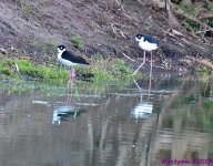 DSC_3507_001.JPG