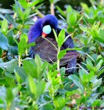 DSC_3602_001.JPG