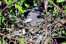 DSC_3658_001.JPG