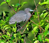 DSC_3661_001.JPG