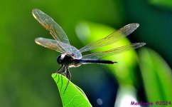DSC_3668_001.JPG
