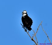DSC_3737_001.JPG