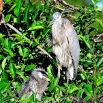 DSC_3747_001.JPG