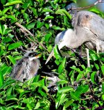 DSC_3753_001.JPG