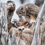 OwlPreyNest-350.jpg