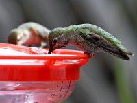 Hummer.jpg