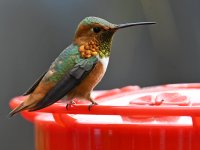Hummer3.jpg