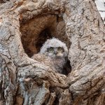 OwlNestBaby-351.jpg
