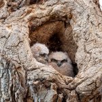 OwlNestBaby-352.jpg