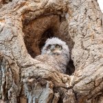 OwlNestBaby-353.jpg