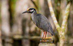 _DAB0124-topaz-denoiseraw-sharpen.jpg
