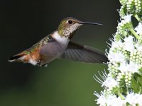 Hummer8.jpg