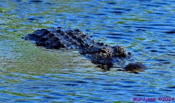 DSC_3892_001.JPG