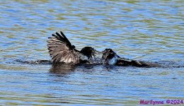 DSC_3972_001.JPG