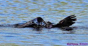 DSC_3974_001.JPG