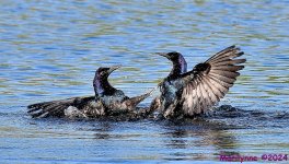 DSC_3993_001.JPG