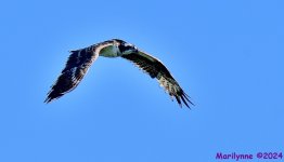 DSC_4057_001.JPG